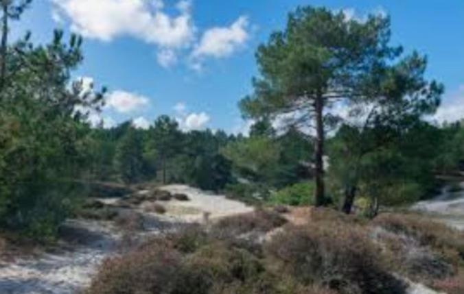 Huisje Britt Met Grote Tuin En Veel Privacy Dirkshorn Εξωτερικό φωτογραφία