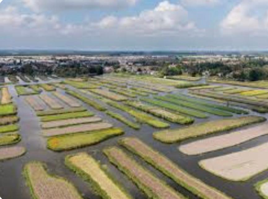 Huisje Britt Met Grote Tuin En Veel Privacy Dirkshorn Εξωτερικό φωτογραφία